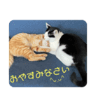 猫愛スタンプ⑨（個別スタンプ：2）