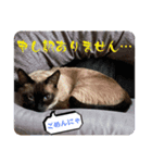猫愛スタンプ⑨（個別スタンプ：3）