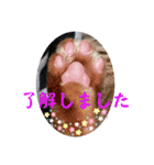 猫愛スタンプ⑨（個別スタンプ：4）
