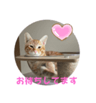 猫愛スタンプ⑨（個別スタンプ：6）