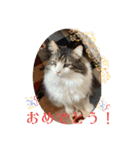 猫愛スタンプ⑨（個別スタンプ：7）