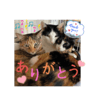 猫愛スタンプ⑨（個別スタンプ：8）