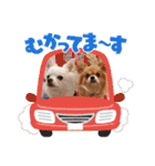 ミルくんとめめの日常使えるスタンプ（個別スタンプ：15）