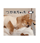 ミルくんとめめの日常使えるスタンプ（個別スタンプ：22）