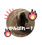 GABA！！！！（個別スタンプ：5）