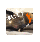 GABA！！！！（個別スタンプ：17）