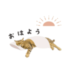 うちの ニャンズ（個別スタンプ：1）