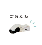 うちの ニャンズ（個別スタンプ：4）