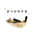 うちの ニャンズ（個別スタンプ：5）