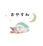 うちの ニャンズ（個別スタンプ：8）