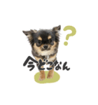 ぴょるくん（個別スタンプ：3）