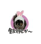 ぴょるくん（個別スタンプ：9）