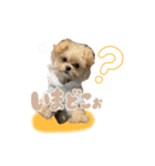こむぎともなか！（個別スタンプ：10）