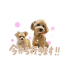 こむぎともなか！（個別スタンプ：11）