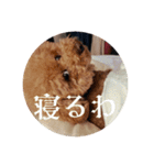 マカレアラキ（個別スタンプ：3）