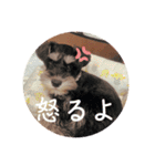 マカレアラキ（個別スタンプ：21）