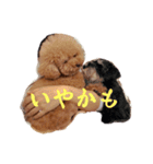 マカレアラキ（個別スタンプ：23）