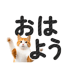 【デカ文字】猫写真のシンプルなスタンプ（個別スタンプ：1）