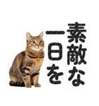 【デカ文字】猫写真のシンプルなスタンプ（個別スタンプ：2）