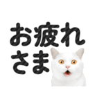 【デカ文字】猫写真のシンプルなスタンプ（個別スタンプ：5）