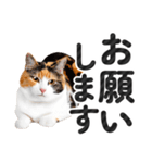 【デカ文字】猫写真のシンプルなスタンプ（個別スタンプ：6）