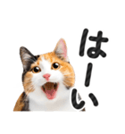 【デカ文字】猫写真のシンプルなスタンプ（個別スタンプ：7）