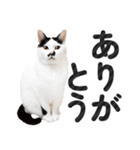 【デカ文字】猫写真のシンプルなスタンプ（個別スタンプ：8）