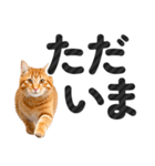 【デカ文字】猫写真のシンプルなスタンプ（個別スタンプ：11）