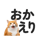 【デカ文字】猫写真のシンプルなスタンプ（個別スタンプ：12）