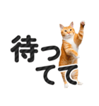 【デカ文字】猫写真のシンプルなスタンプ（個別スタンプ：13）