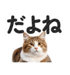 【デカ文字】猫写真のシンプルなスタンプ（個別スタンプ：23）