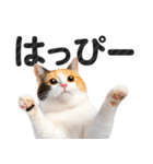 【デカ文字】猫写真のシンプルなスタンプ（個別スタンプ：24）