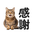 【デカ文字】猫写真のシンプルなスタンプ（個別スタンプ：25）