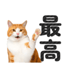 【デカ文字】猫写真のシンプルなスタンプ（個別スタンプ：27）