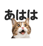 【デカ文字】猫写真のシンプルなスタンプ（個別スタンプ：28）