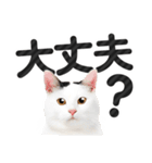 【デカ文字】猫写真のシンプルなスタンプ（個別スタンプ：29）