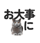 【デカ文字】猫写真のシンプルなスタンプ（個別スタンプ：30）