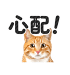 【デカ文字】猫写真のシンプルなスタンプ（個別スタンプ：31）