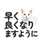 【デカ文字】猫写真のシンプルなスタンプ（個別スタンプ：32）