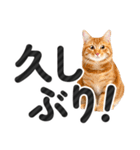 【デカ文字】猫写真のシンプルなスタンプ（個別スタンプ：33）