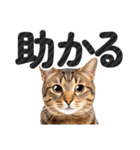 【デカ文字】猫写真のシンプルなスタンプ（個別スタンプ：34）