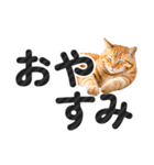 【デカ文字】猫写真のシンプルなスタンプ（個別スタンプ：40）