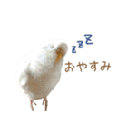 そらりん家のセキセイインコ（個別スタンプ：2）