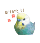 そらりん家のセキセイインコ（個別スタンプ：3）