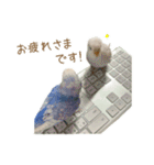 そらりん家のセキセイインコ（個別スタンプ：9）