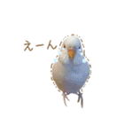 そらりん家のセキセイインコ（個別スタンプ：10）