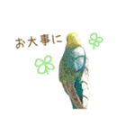 そらりん家のセキセイインコ（個別スタンプ：17）