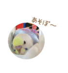 そらりん家のセキセイインコ（個別スタンプ：31）