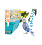 そらりん家のセキセイインコ（個別スタンプ：36）