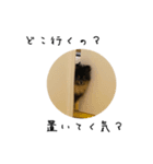 ブラタンポメラニアンのぽんちゃん（個別スタンプ：8）